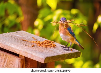An Eastern Bluebird with a Large Mouthful of Grass Decides Between Building a Nest or Eating Some Mealworms. - Powered by Shutterstock
