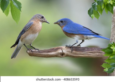 1,619 Female bluebirds Images, Stock Photos & Vectors | Shutterstock