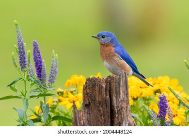 Eastern Bluebird Male On Fence Post Near Flower Garden Marion County, Illinois