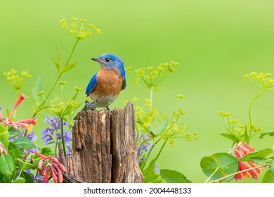 Eastern Bluebird Male On Fence Post Near Flower Garden Marion County, Illinois