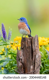 Eastern Bluebird Male On Fence Post Near Flower Garden Marion County, Illinois