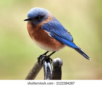 Eastern Bluebird perched on pole