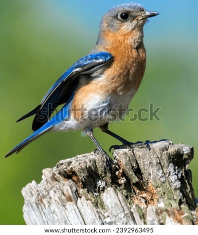 Eastern bluebird perched on wooden post