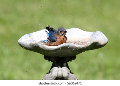 Eastern Bluebird (Sialia Sialis) In A Bird Bath