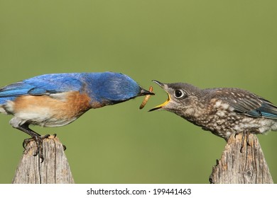 Eastern Bluebird (Sialia sialis) feeding a baby on a fence with a green background