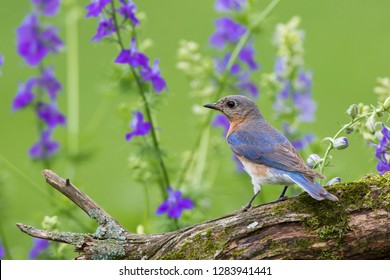 Eastern Bluebird (Sialia Sialis) Female In Flower Garden, Marion County, IL