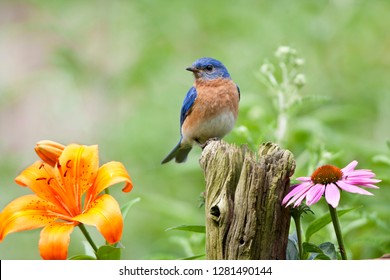 Eastern Bluebird (Sialia Sialis) Male On Fence Post Near Flower Garden, Marion, Illinois, USA.