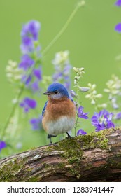 Eastern Bluebird (Sialia Sialis) Male In Flower Garden, Marion County, IL