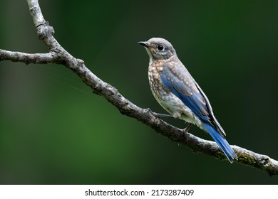 Eastern Bluebird (Sialia sialis) on a perch. Male Eastern Bluebird Side Profile
				