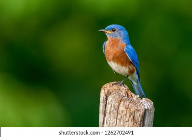 An Eastern Bluebird (Sialia sialis) perched on a fence post holding an injured leg close to its body.
