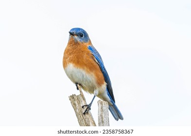 An Eastern bluebird (Sialia sialis) sitting on a branch isolated on white background with copyspace