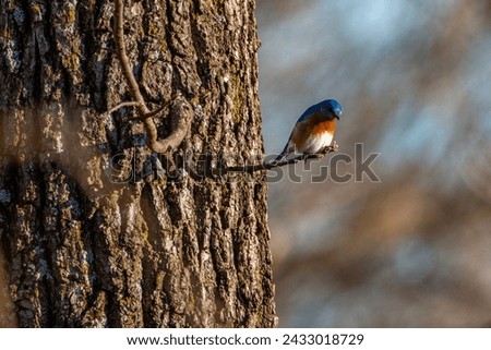 Eastern bluebird (Sialia sialis) sitting in tree at George Washington Carver National Monument in Diamond, Missouri