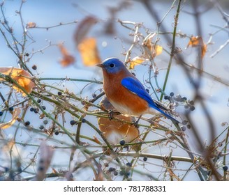 Eastern Bluebird (Sialia sialus)