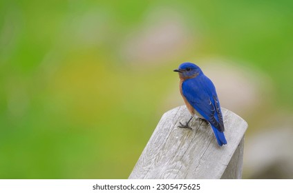 Eastern Bluebird in the Spring