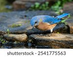 Eastern bluebird standing on a rock