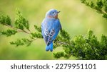 Eastern Bluebird Tree Branch Green Leaves Blur Background 4K HD Birds Wallpaper

