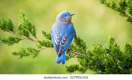 Eastern Bluebird Tree Branch Green Leaves Blur Background 4K HD Birds Wallpaper
					
					