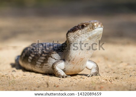 Similar – closeup of juvenile green lizard