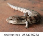 Eastern blue-tongued lizard (lat. Tiliqua scincoides intermedia). It is a large lizard with a smooth body, mainly inhabits Australia and Oceania. They are affectionate, friendly and absolutely not agg