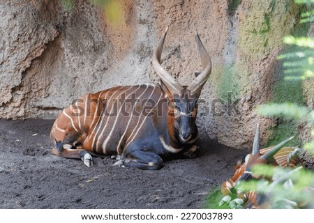The Eastern Bongo - Tragelaphus eurycerus - an herbivorous nocturnal forest Ungulate with Striking Reddish-brown Coat and Spiralled Horns.