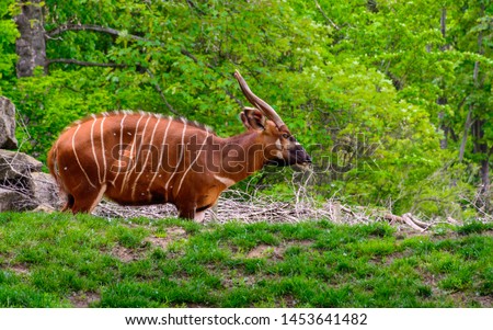 Eastern bongo (Tragelaphus eurycerus isaaci), also known as the mountain bongo in natural background