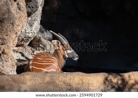 Eastern bongo (Tragelaphus eurycerus isaaci), also known as the mountain bongo. Bioparc, Valencia
