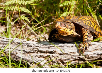 Eastern Box Turtle