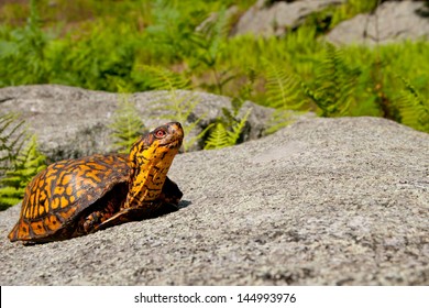 Eastern Box Turtle