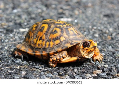 Eastern Box Turtle