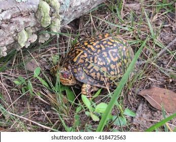 Eastern Box Turtle