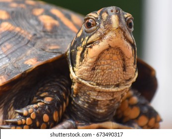 Eastern Box Turtle 