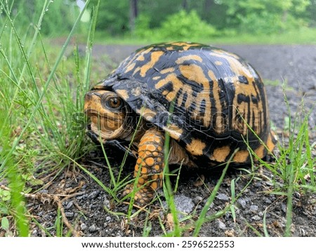 Eastern Box Turtle Along the Side of a Trail