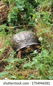 Eastern Box Turtle crawling through the grass 