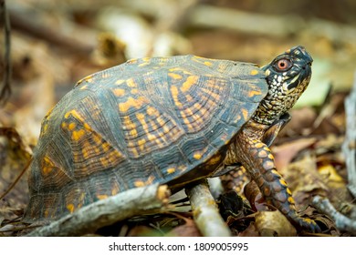 An Eastern Box Turtle in the forest. Raleigh, North Carolina.