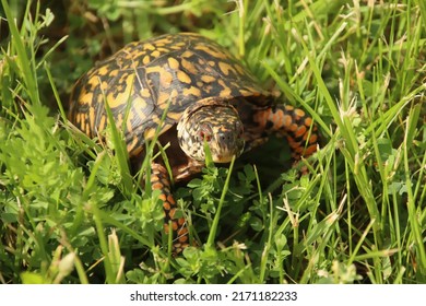 617 Eastern Box Turtle Shell Images, Stock Photos & Vectors | Shutterstock