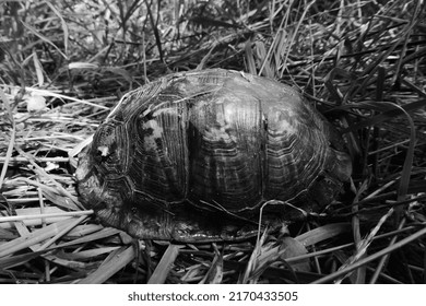 Eastern Box Turtle Hiding In Shell In Black And White