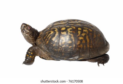 617 Eastern Box Turtle Shell Images, Stock Photos & Vectors | Shutterstock