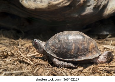 Eastern Box Turtle kept in captivity as a pet