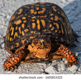 18 Pennsylvania box turtle Images, Stock Photos & Vectors | Shutterstock