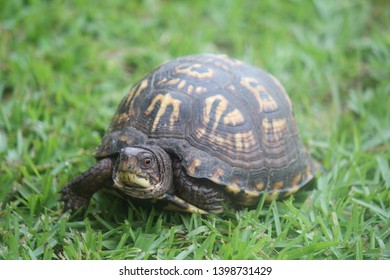 Eastern Box Turtle making it's way thru the grass