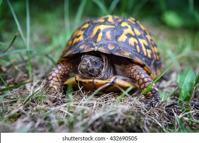 617 Eastern Box Turtle Shell Images, Stock Photos & Vectors | Shutterstock