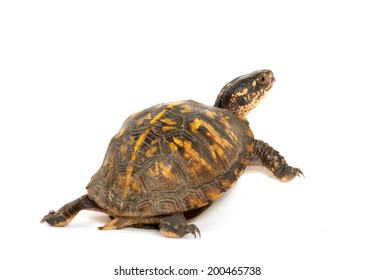 Eastern Box Turtle On White Background Stock Photo 200465738 | Shutterstock