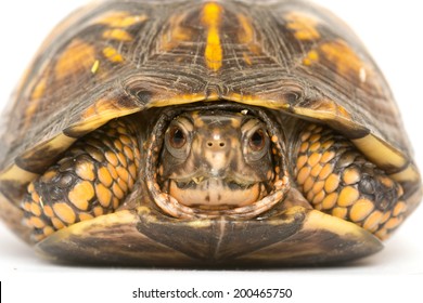 617 Eastern Box Turtle Shell Images, Stock Photos & Vectors 