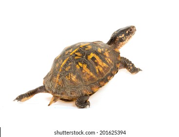 Eastern Box Turtle On White Background Stock Photo 201625394 | Shutterstock