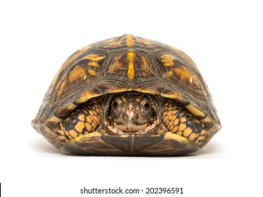 5,289 Box turtle Images, Stock Photos & Vectors | Shutterstock