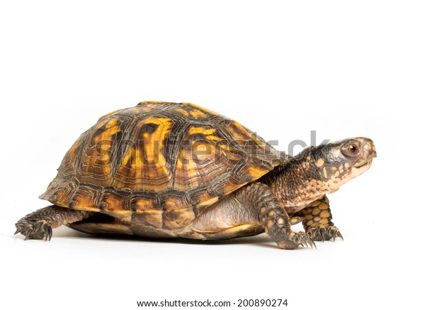 Eastern Box Turtle On White Background Stock Photo (Edit Now) 200890274