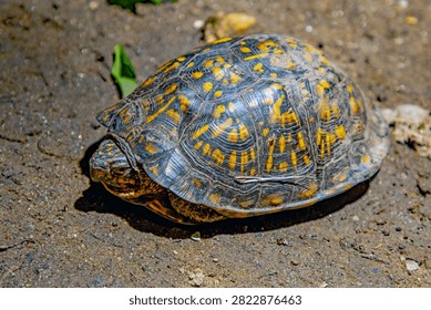 Eastern Box Turtle peeking from its shell