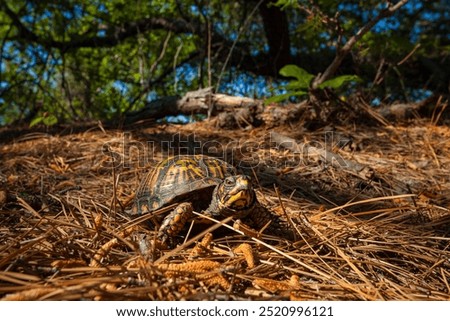Eastern box turtle in pine lands habitat
