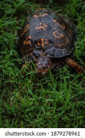 Eastern Box Turtle Strolling in Grass
