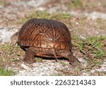 Eastern Box Turtle, Terrapene carolina carolina. The rear view of a female eastern box turtle showing the flat plastron. Crawling away from the camera. 